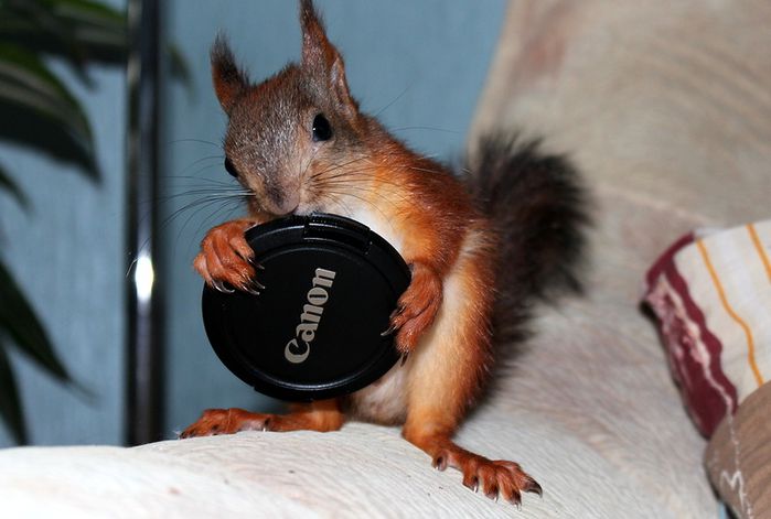 Животные, белка, позитив