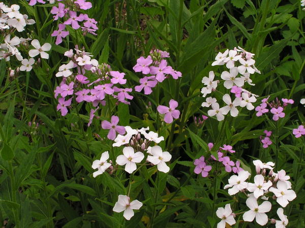 Гесперис матроны, фото сайта www.floristtaxonomy.com