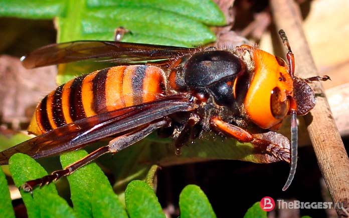 Самые опасные пчёлы: Vespa Mandarinia. СС0