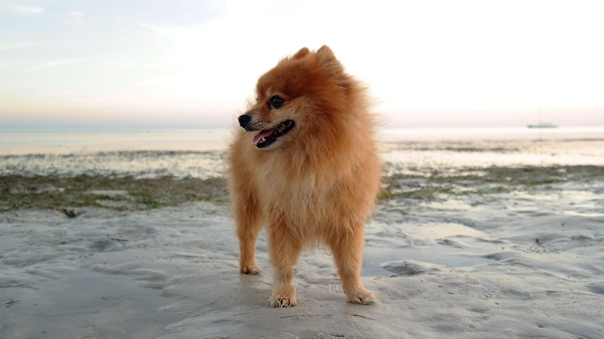 щенок шпиц понос. витамины для шпица для шерсти.