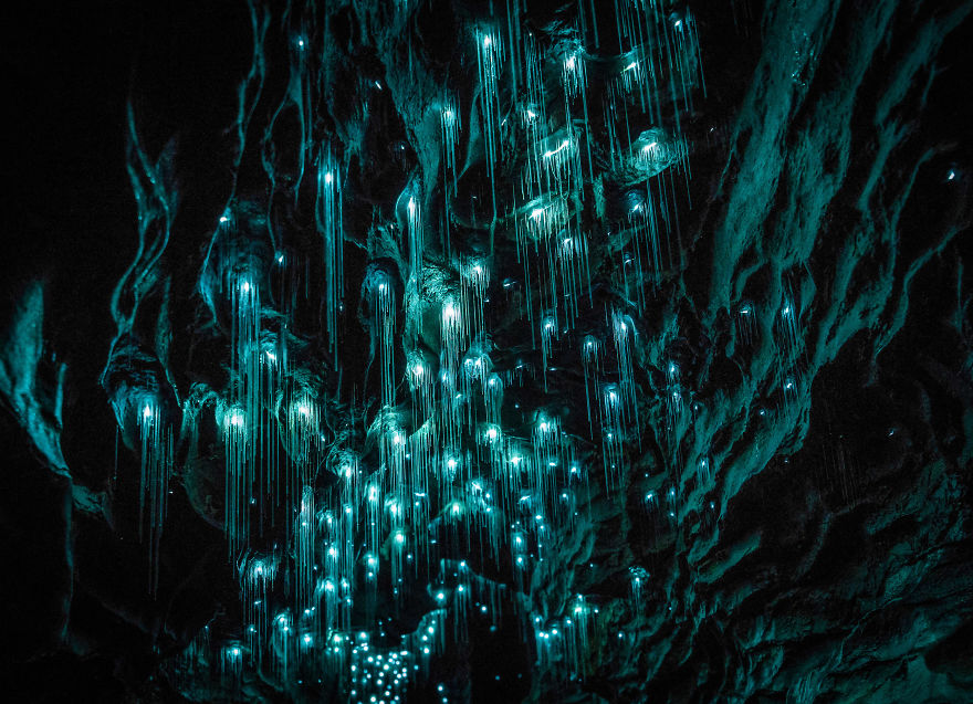 светлячки в пещере Новой Зеландия 