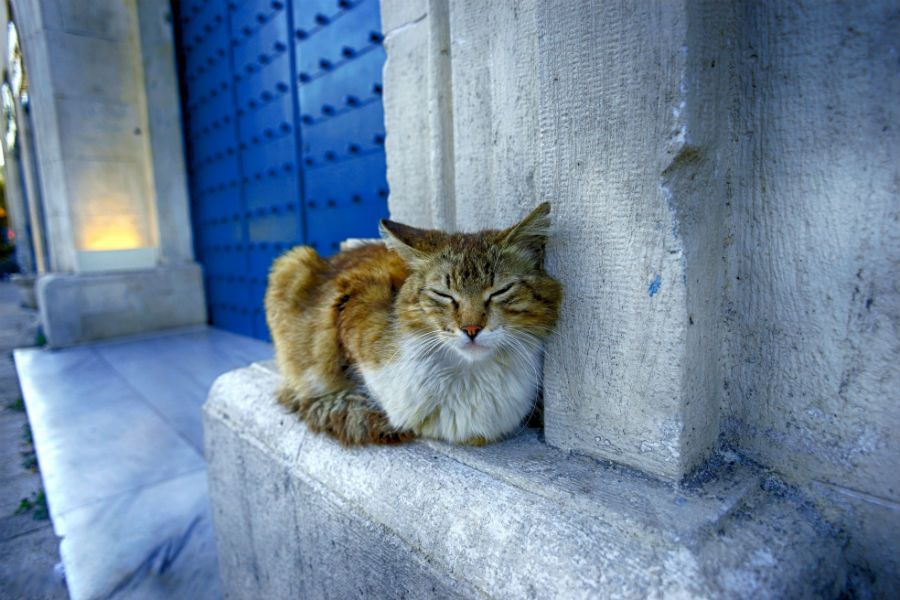 Как перевезти кошку в самолете