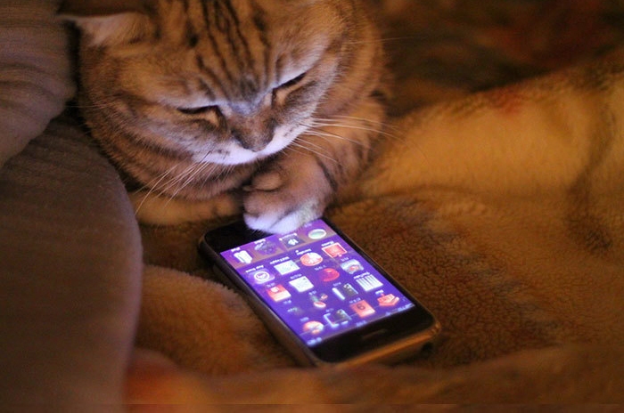 как технологии изменили жизнь кошек