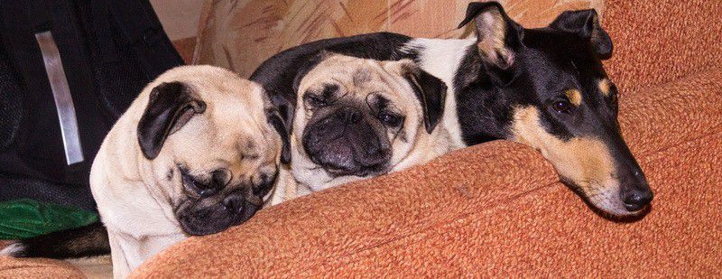 Москва, деревня, фоторепортаж, Россия