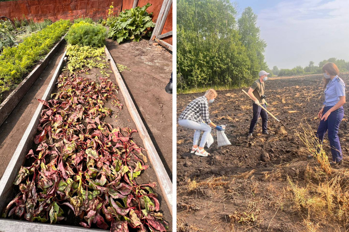 В селе Красноярского края огороды и пчелы погибли от распыления химикатов