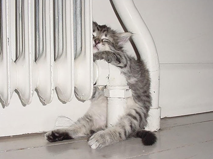 как технологии изменили жизнь кошек