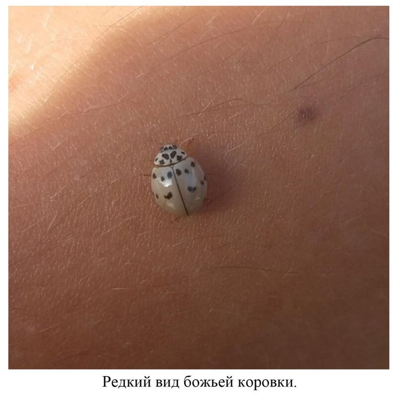 Вы видели всё в жизни? 