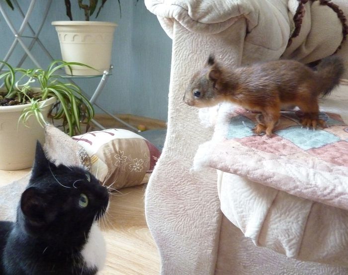 Животные, белка, позитив