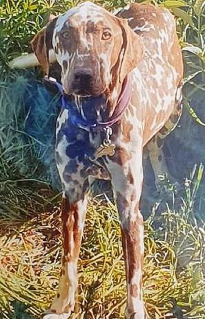 Собака стоит