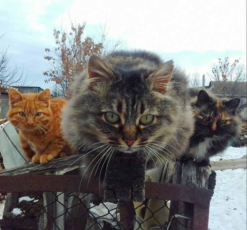 Немного картинок картинки, подборка картинок, прикол, юмор