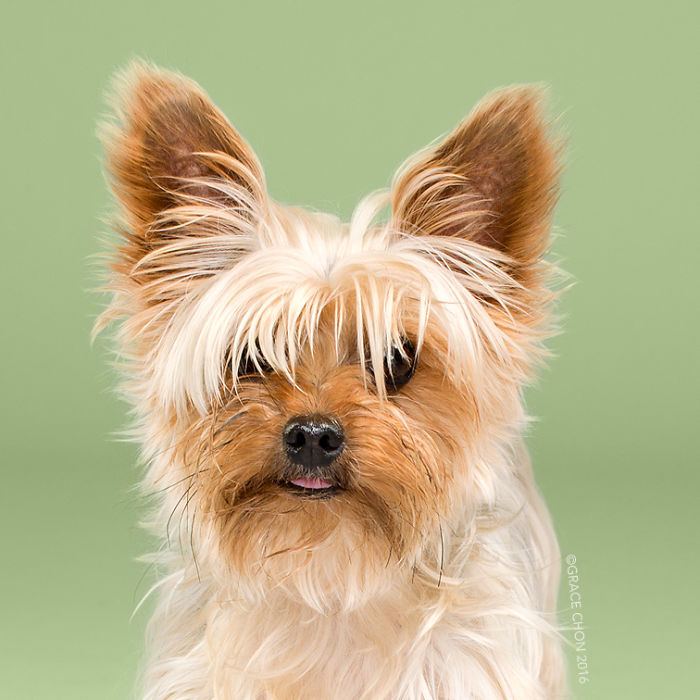 собаки до и после стрижки 