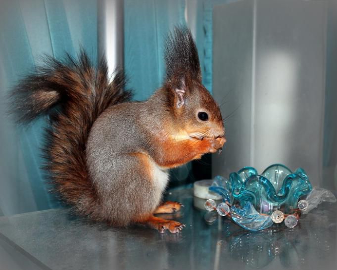 Животные, белка, позитив