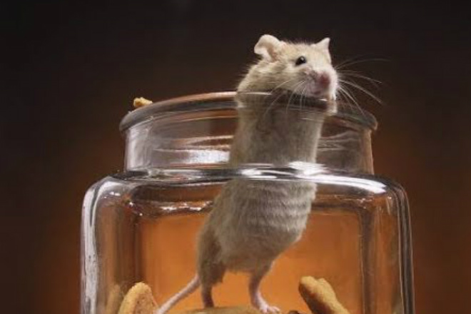 Делаем мышеловку за минуту