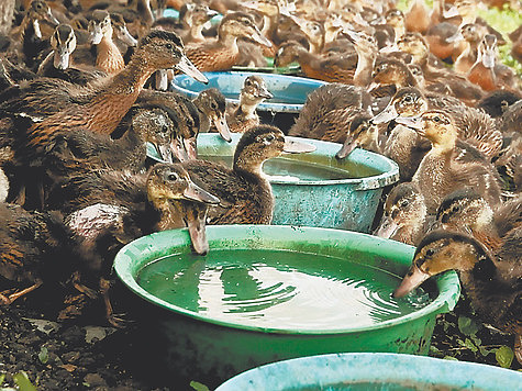 Фото Дмитрия МЕЛЬНИКА
