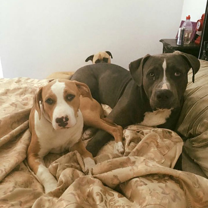 собака всегда подстерегает хозяина