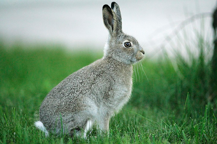 Почему запрещено было есть крольчатину на Руси