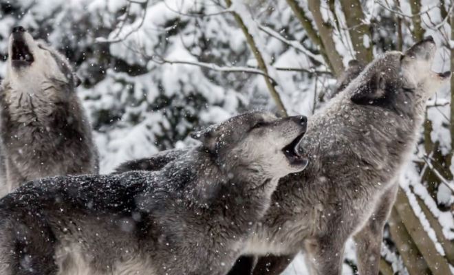 Лесник и волк – история дружбы Лесник и волк – история дружбы
