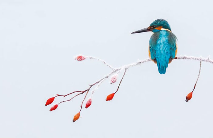 2017 Bird Photographer Of The Year Cover