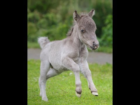 Самый маленький жеребёнок в мире родился в Ленобласти - YouTube