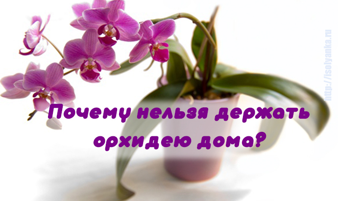 Орхидеи нельзя держать дома. Почему нельзя держать орхидеи дома. Растения которые нельзя держать дома женщинам. Архидея посему нельзя хранить дома.