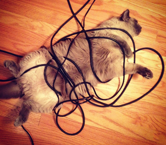 как технологии изменили жизнь кошек 