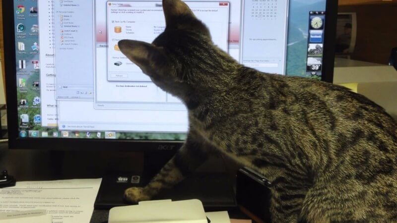 Котам нужно быть в курсе всего, чем вы занимаетесь! Котам нужно быть в курсе всего, чем вы занимаетесь! животные, забавно, коты, мило, питомцы, подборка, фото, юмор