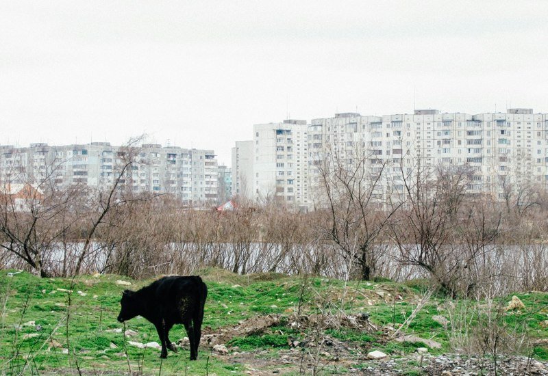 Когда сталкиваются город и деревня: сельская живность на городских улицах город, домашние животные, контраст, село, эстетика