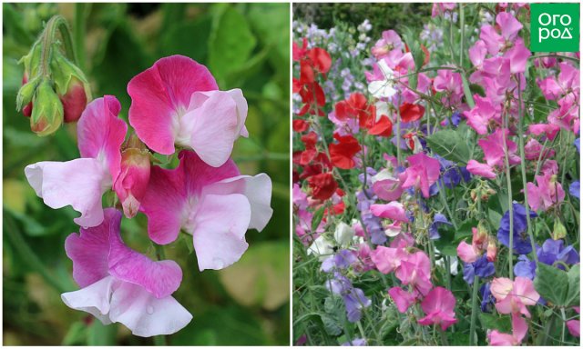 11 однолетних цветов для вашего сада, которые не боятся заморозков 11 однолетних цветов для вашего сада, которые не боятся заморозков цветы