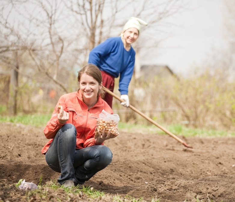 5 неприхотливых культур для ленивых дачников