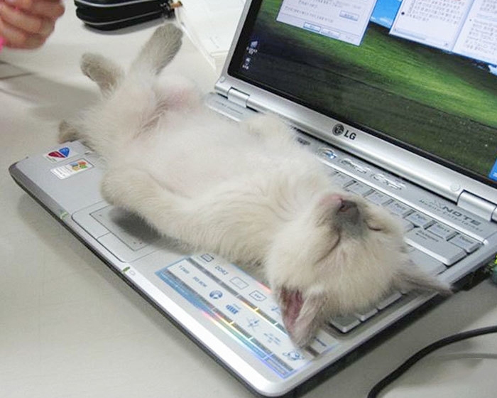 как технологии изменили жизнь кошек
