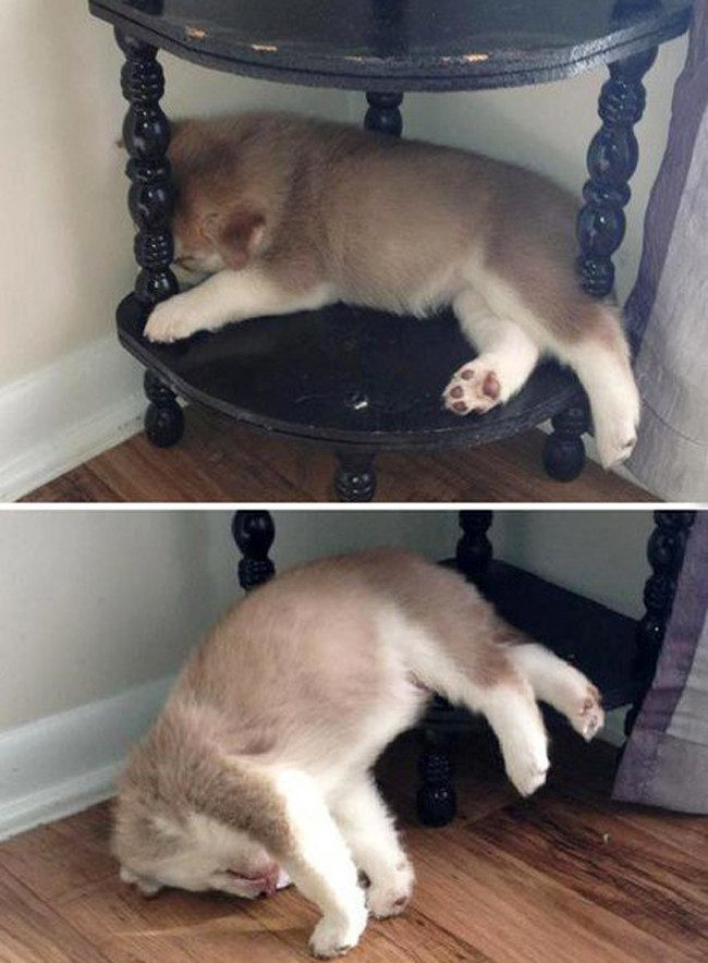 Глубокий собачий сон