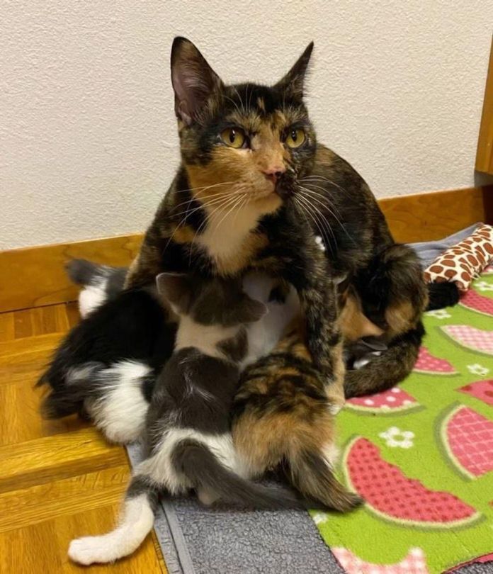 Без кота и жизнь не та