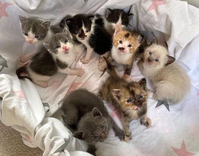 Без кота и жизнь не та