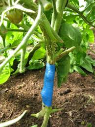 Томатокартофель — урожай томатов и картофеля с одного куста