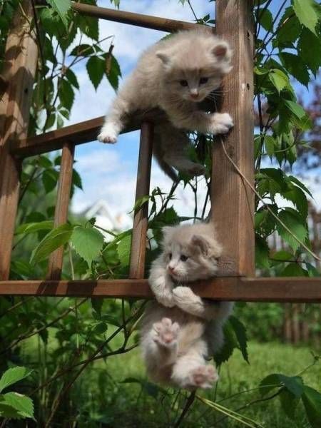 Подборка картинок. Вечерний выпуск (68 фото)