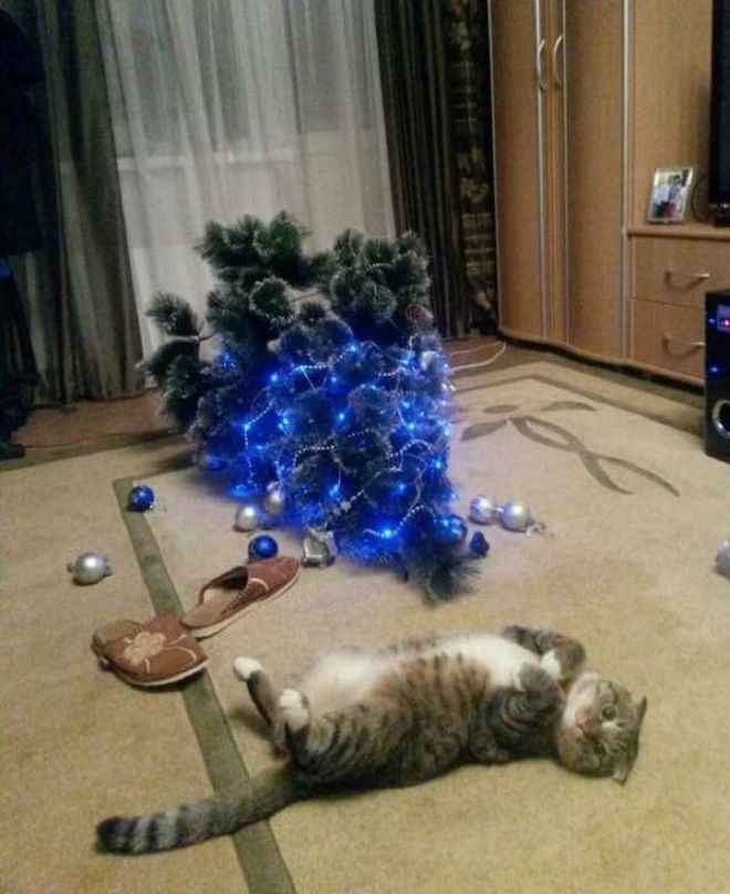 Коты и новогодние ёлки: 30 фото из серии «она сама упала!» домашние животные