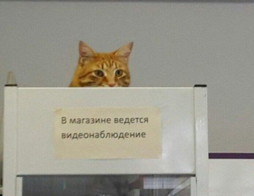 Много фото-приколов