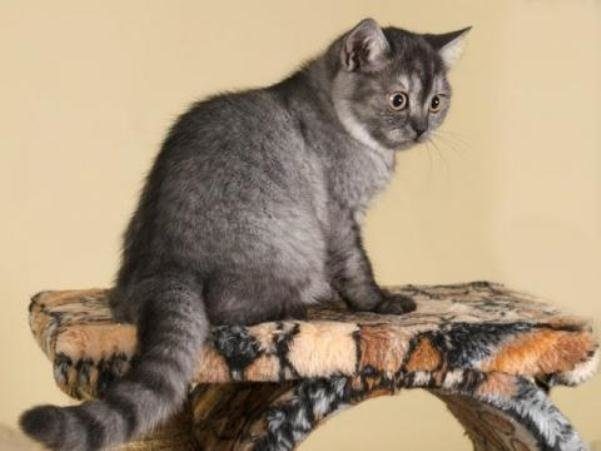 Очаровательные котики