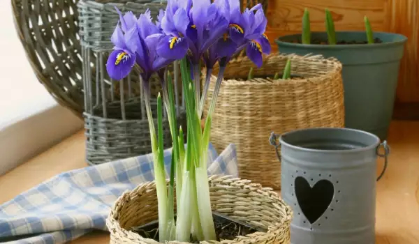 Ирисовая трава