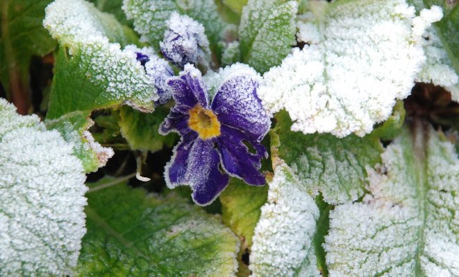 11 однолетних цветов для вашего сада, которые не боятся заморозков