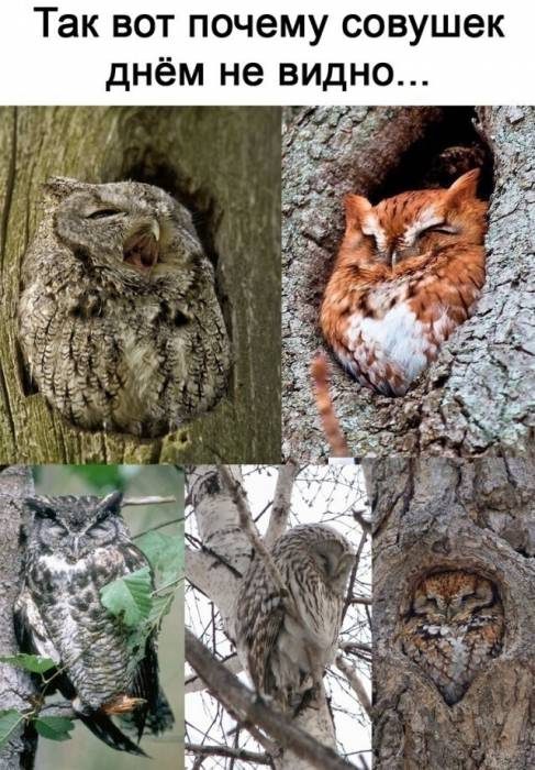 Порция юмора и позитива! позитив,смешные картинки,юмор