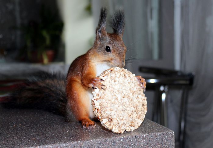 Животные, белка, позитив