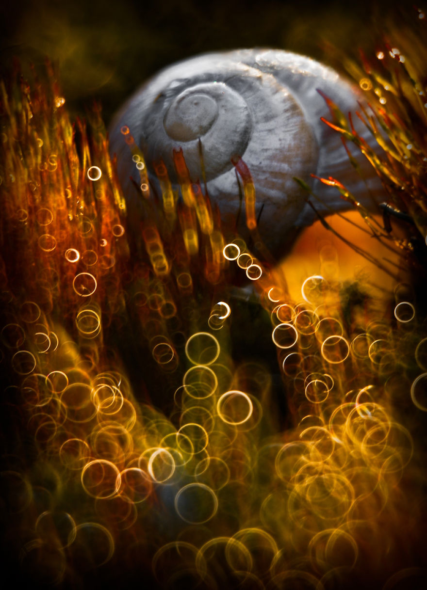 сказочный макро-мир в фотографиях Магда Васичек 