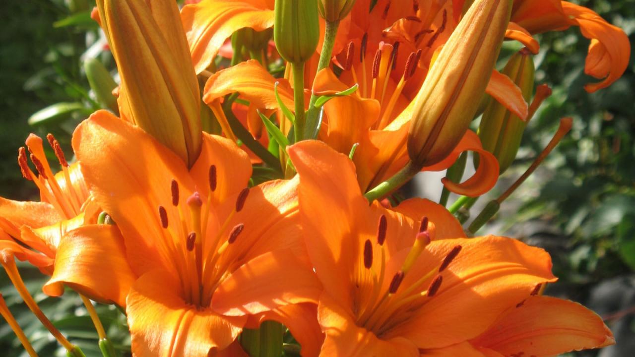 http://img.mota.ru/upload/wallpapers/2009/07/16/09/04/11104/flowers_362-1280x720.jpg