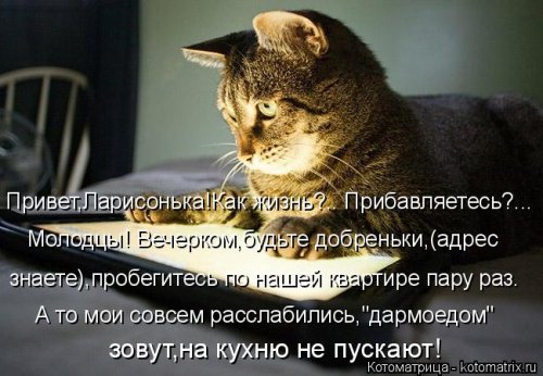 Свежая котоматрица для всех (31 шт)