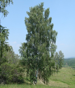 Бреза плакучая Бреза плакучая