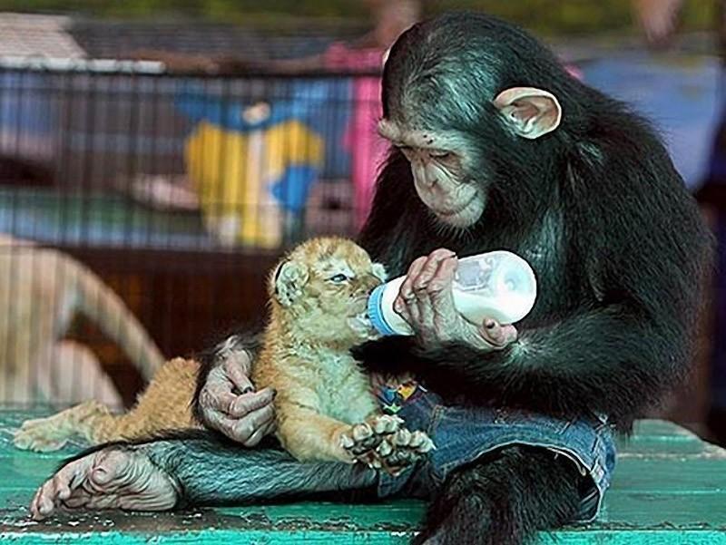 Фотография: Самые трогательные примеры дружбы среди животных №2 - BigPicture.ru