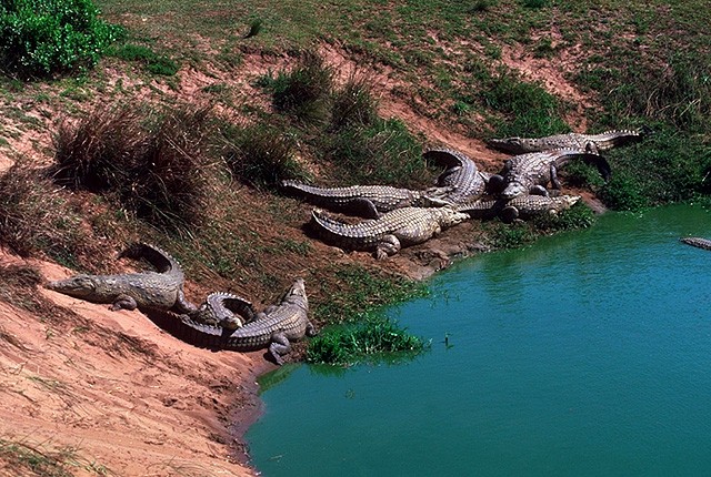 Река Нил Черная Африка. 10 наиболее опасных мест для плавания. Фото с сайта NewPix.ru
