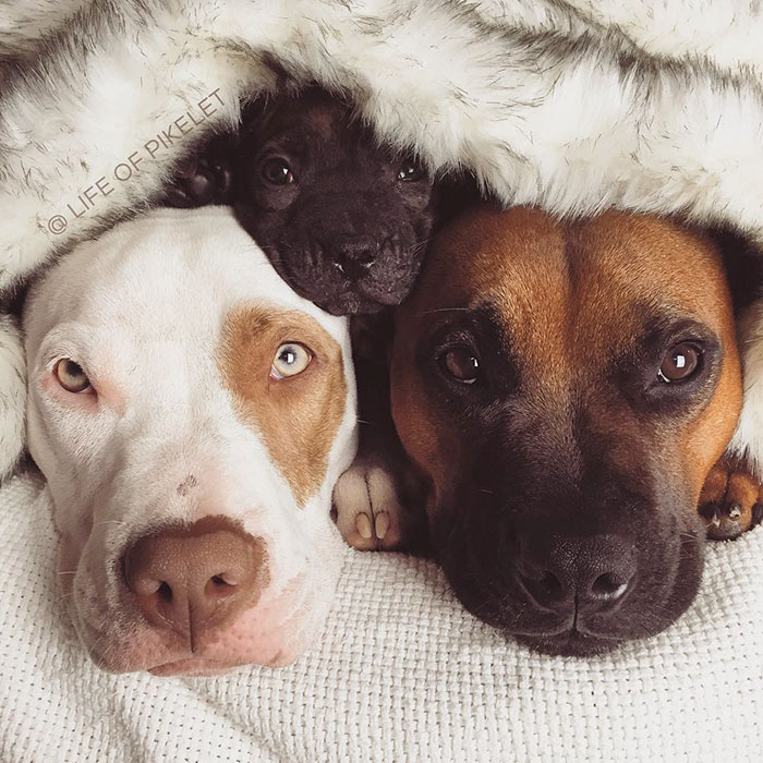 спасенные собаки приняли щенка 