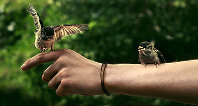 птица на руке